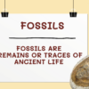 Fossils - Image 3